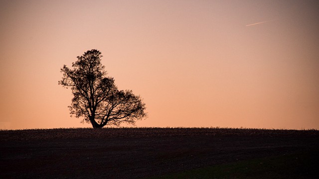 Lone Tree